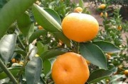 種植柑橘苗？這個時間是最好的選擇！