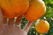 柑橘白癩病屬于什么病害(柑橘白癩病的癥狀)