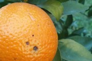 柑橘褐斑病用什么藥治效果好(柑桔褐斑特效藥)