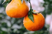 三農種植柑橘技術