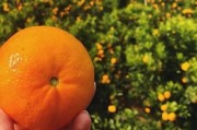 柑橘花蕾種植技術