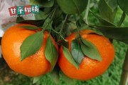 用圖片解析柑橘種植方案的關鍵步驟