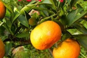 柑橘品種前景排名前十名圖片欣賞圖
