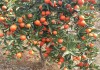丙溴磷對柑橘幼果藥害（5月是柑橘生長最敏感時期）