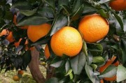 柑橘潰瘍病葉子圖片高清（柑橘潰瘍病用什么藥最好）