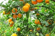 柑橘種苗管理技術