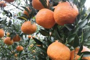 廣西柑橘的種植技術（廣西柑橘多少錢一斤）