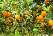 走進柑橘苗品種的奇妙世界