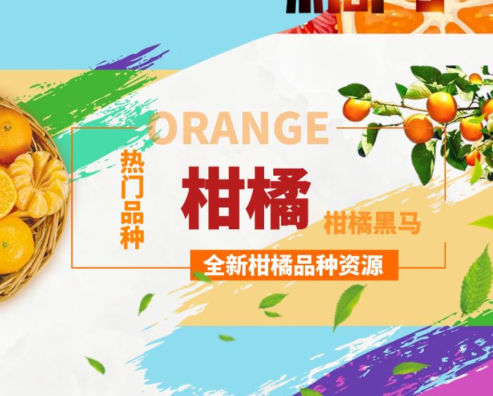 熱門柑橘新品種